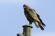 Mäusebussard auf Mast Foto: Leo Wyden
