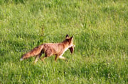 Fuchs mit Beute Foto: Leo Wyden