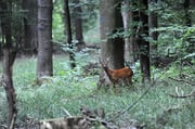 Schmalreh im Wald Foto: Leo Wyden