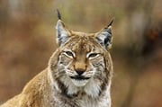 Luchs Kopfstudie Foto: Leo Wyden