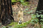 Hase stehend Foto: Leo Wyden