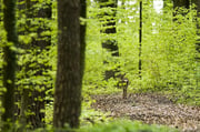 Reh geht in den Wald Foto: Leo Wyden