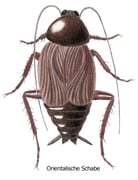 Orientalische Schabe