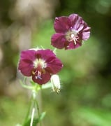 géranuim pheum, mégaphorbié