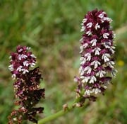 orchis tête brulée