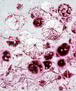 Heidberg. Gewächs 3, 2015, Öl auf Leinwand, 90 x 75 cm