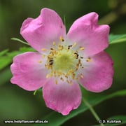 Die Blüte der Alpen-Heckenrose (Rosa pendulina) ist im Durchmesser nur wenige Zentimeter groß.