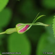 Schon an der Knospe gibt die längliche Form des Blütenbodens einen Hinweis auf die spätere Form der Frucht (Hagebutte) der Alpen-Heckenrose (Rosa pendulina).