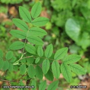 Blätter der Alpen-Heckenrose (Rosa pendulina)