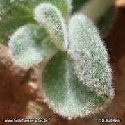 Die Blätter von Diptam-Dost (Origanum dictamnus) sind dicht wollilg behaart.