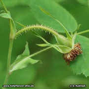 Der Blütenstiel der Alpen-Heckenrose (Rosa pendulina) ist lang, auch drüsig.
