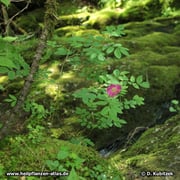 Die Alpen-Heckenrose (Rosa pendulina) ist eine Gebirgspflanze, hier an einem feuchten und recht schattigen Standort im Mangfallgebirge (Oberbayern).