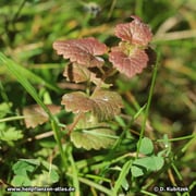 Gundermann (Gundelrebe), Glechoma hederacea, rot überlaufen
