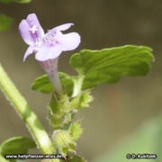 Die Blüte von Gundermann (Gundelrebe), Glechoma hederacea.