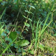 Gundermann (Gundelrebe), Glechoma hederacea