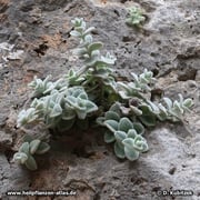Diptam-Dost (Origanum dictamnus), hier im Mai vor der Blüte.