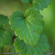 Gundermann (Gundelrebe), Glechoma hederacea, Blatt