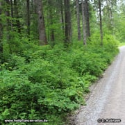 Durch Ausläufer kann die Alpen-Heckenrose (Rosa pendulina) Kolonien lockerer Büsche bilden, so wie hier entlang eines Forstwegs.