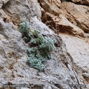 Diptam-Dost (Origanum dictamnus), hier an einem natürlichen Standort.