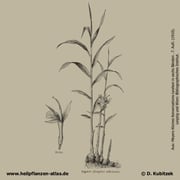 Ingwer; Zingiber officinale; Historisches Bild