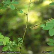 Blütenzweige  und junge Triebe der Alpen-Heckenrose (Rosa pendulina) tragen meist keine Stacheln.