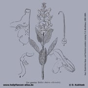 Echter Salbei, Salvia officinalis