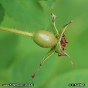 Die Frucht (Hagebutte, hier noch unreif) der Alpen-Heckenrose (Rosa pendulina) kann Drüsen tragen.
