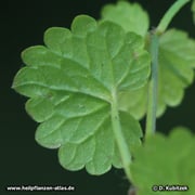 Gundermann (Gundelrebe), Glechoma hederacea, Blatt Unterseite
