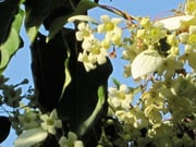 fleurs Emmenopterys henryi