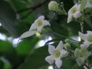 fleur de Emmenopterys henryi