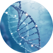 Jede Körperzelle hat den geleichen Bauplan, der in der DNA gespeichert ist.