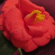 Une fleur du salon…