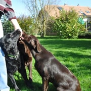 Heinz hat so feine Guzzi.....