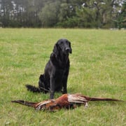 Frina mit ihrer Beute alle Fotos wurden von Silvia geknipst - herzlichen Dank