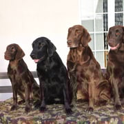 Familienfoto von Links: Samba, Mama Fée, Grossmutter Kiri und Göre Brownie