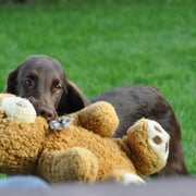 Also der Bär war fast grösser wie Samba