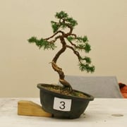 La pianta lavorata da Patrizio Virtuani - Bonsai Club Amici del Verde
