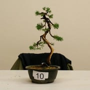 La pianta lavorata da Fabrizio Naro- Bonsai Club Torino