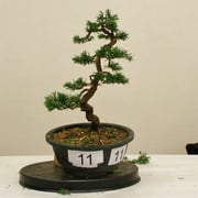 La pianta lavorata da Maurizio Peverati - Bonsai do Groane che ha ottenuto una menzione di merito