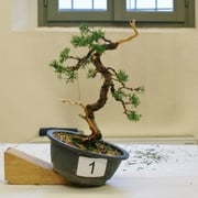 La pianta lavorata da Claudia Pozzi - ABAN Amici Bonsai Arte Natura Lecco