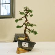 La pianta lavorata da Cesare Cogliati - Amici del Bonsai Castellanza