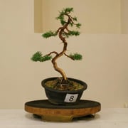 La pianta lavorata da Moreno Stacchio - Bonsai Club Settelaghi Varese