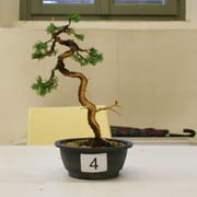 La pianta lavorata da Flavio Bonetti - Ass. Arte e Cultura Bergamo Bonsai