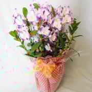 商品番号：YO-5　　商品名：洋ラン鉢　　5,000円（税込）