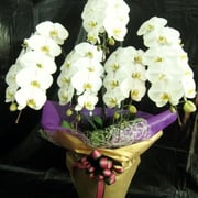 商品番号：CO-30　　商品名：コチョーラン５本立ち　　30,000円（税込）