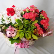 商品番号：HA-5　　商品名：花鉢アレンジメント　　5,000円（税込）