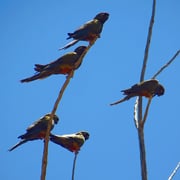 Schwärme von mehr als hundert Papageien sind keine Seltenheit. Laut kreischend fliegen sie über unsere Köpfe.