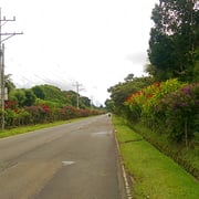 Vor allem im Mai/Juni blühen die Blumen und Bäume an der Ruta de Las Flores.