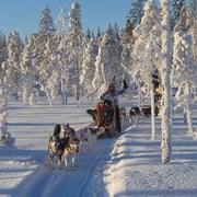 Hundeschlittentouren in Lappland
