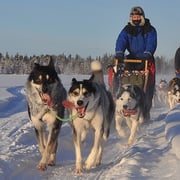 Hundegespann  im Januar 2013